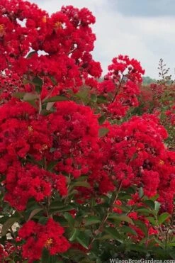 Miss Frances Red Crape Myrtle - 3 Gallon Pot -Plantify Shop crape myrtle miss frances red 1