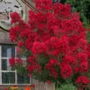 Miss Frances Red Crape Myrtle - 3 Gallon Pot -Plantify Shop crape myrtle miss frances red 2