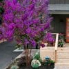Miss Sandra Purple Crape Myrtle - 6 Pack Of 1 Gallon Pots -Plantify Shop crape myrtle miss sandra purple 1 1
