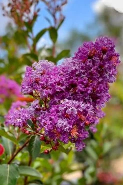 Miss Sandra Purple Crape Myrtle - 1 Gallon Pot -Plantify Shop crape myrtle miss sandra purple 2