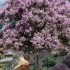 Muskogee Lavender Crape Myrtle Tree (Single Trunk) - 5 Gallon Pot -Plantify Shop crape myrtle muskogee 200