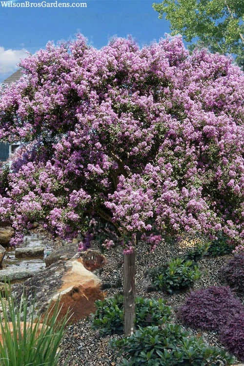 Muskogee Lavender Crape Myrtle Tree (Single Trunk) - 5 Gallon Pot 3 Muskogee Lavender Crape Myrtle Tree (Single Trunk) - 5 Gallon Pot