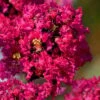 Princess Kylie Dwarf Crape Myrtle - 3 Gallon Pot -Plantify Shop crape myrtle princess kylie 1