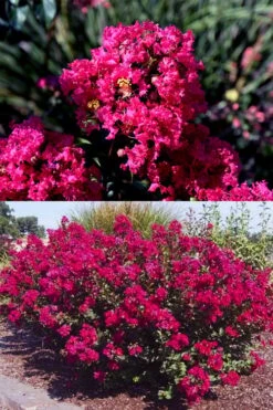 Princess Kylie Dwarf Crape Myrtle - 3 Gallon Pot -Plantify Shop crape myrtle princess kylie 2
