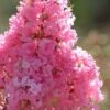 Sioux Pink Crape Myrtle - 1 Gallon Pot -Plantify Shop crape myrtle sioux pink 52