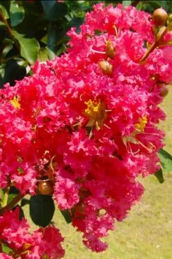 Tuscarora Watermelon Red Crape Myrtle - 5 Gallon Pot -Plantify Shop crape myrtle tuscarora 7