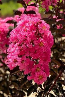 Twilight Magic Crape Myrtle Tree (Single Trunk) - 5 Gallon Pot -Plantify Shop crape myrtle twilight magic 1 1