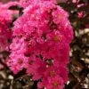 Twilight Magic Crape Myrtle - 3 Gallon Pot -Plantify Shop crape myrtle twilight magic 1