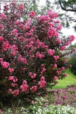 Twilight Magic Crape Myrtle - 3 Gallon Pot -Plantify Shop crape myrtle twilight magic 2