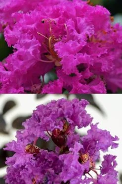 Twilight Purple Crape Myrtle - 1 Gallon Pot -Plantify Shop crape myrtle twilight purple 22 5