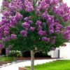 Twilight Purple Crape Myrtle (Single Trunk Tree) - 3 Gallon Pot -Plantify Shop crape myrtle twilight purple single trunk 1