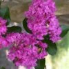 Zuni Purple Crape Myrtle - 1 Gallon Pot -Plantify Shop crape myrtle zuni 3