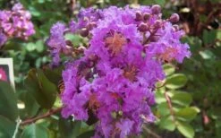 Early Bird Purple Crape Myrtle - 2 Gallon Pot -Plantify Shop crapemyrtleearlybirdpurple