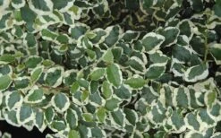 Variegated Creeping Fig - Ficus Pumila 'Variegata' - 6 Pack Of Pint Pots -Plantify Shop creeping fig ficus pumila variegata 50 1