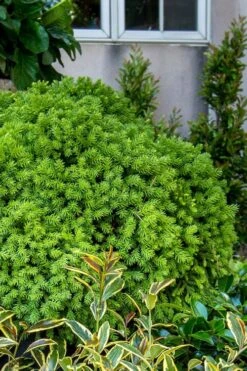Dragon Prince Cryptomeria - 1 Gallon Pot -Plantify Shop cryptomeria dragon prince dwarf japanese cedar 1 1
