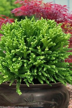 Dragon Prince Cryptomeria - 3 Gallon Pot -Plantify Shop cryptomeria dragon prince dwarf japanese cedar 4 2