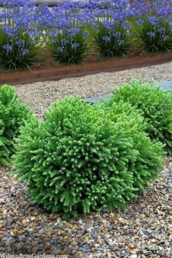 Dragon Prince Cryptomeria - 2 Gallon Pot -Plantify Shop cryptomeria dragon prince dwarf japanese cedar 5