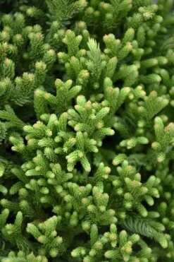 Dragon Warrior Cryptomeria - 3 Gallon Pot -Plantify Shop cryptomeria dragon warrior japanese cedar 1