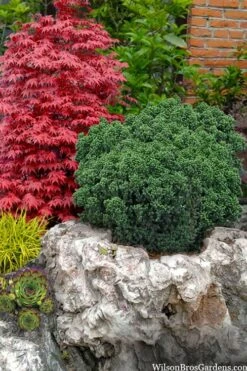 Dragon Warrior Cryptomeria - 3 Gallon Pot