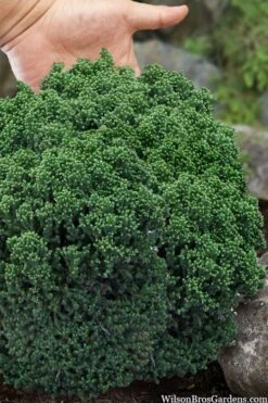 Dragon Warrior Cryptomeria - 3 Gallon Pot -Plantify Shop cryptomeria dragon warrior japanese cedar 4