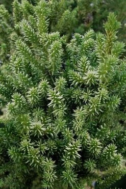 Vilmorin's Dwarf Cryptomeria (Japanese Cedar) - 1 Gallon Pot -Plantify Shop cryptomeria japonica vilmoriniana dwarf japanese cedar 12