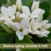Jim's Pride White Summer Daphne - Daphne X Transatlantica - 2 Gallon Pot -Plantify Shop daphne jims pride 15