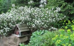 Jim's Pride White Summer Daphne - Daphne X Transatlantica - 2 Gallon Pot -Plantify Shop daphne jims pride 3