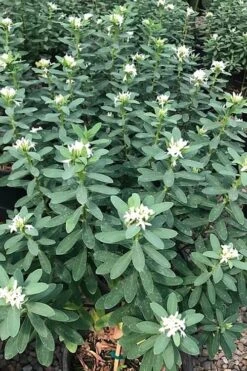 Jim's Pride White Summer Daphne - Daphne X Transatlantica - 2 Gallon Pot -Plantify Shop daphne jims pride 7
