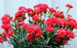 Early Bird Chili Dianthus (Carnations) 1 Gallon Pot -Plantify Shop dianthus early bird chili 2
