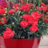 Early Bird Chili Dianthus (Carnations) 1 Gallon Pot -Plantify Shop dianthus early bird chili 4