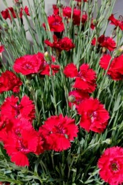 Fire Star Dianthus (Carnation) - 10 Pack Of Quart Pots -Plantify Shop dianthus fire star 2