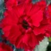 Fire Star Dianthus (Carnation) - 1 Gallon Pot -Plantify Shop dianthus fire star cottage pinks 100 1