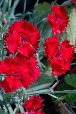 Fire Star Dianthus (Carnation) - 1 Gallon Pot -Plantify Shop dianthus fire star cottage pinks 101 1