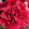 Super Trouper Velvet Red Dianthus (Carnation) - 5 Pack Of Quart Pots -Plantify Shop dianthus super trouper velvet red 100