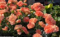 Super Trouper Orange Dianthus (Carnation) - 5 Pack Of Quart Pots -Plantify Shop dianthus supertrouper orange 10