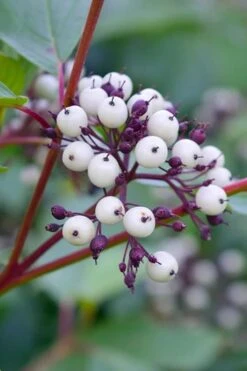 Red Osier Red Twig Dogwood (Cornus Sericea) - 2 Gallon Pot -Plantify Shop dogwood red osier 500x750 1