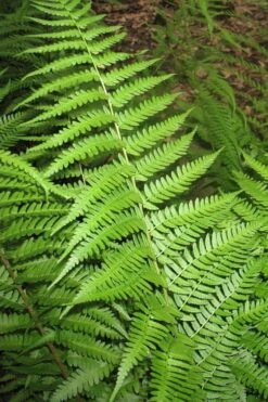 Dixie Wood Fern - Dryopteris Australis - 6 Pack Of 1 Gallon Pots -Plantify Shop dryopteris australis dixie wood fern 10