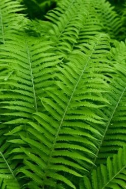 Dixie Wood Fern - Dryopteris Australis - 6 Pack Of 1 Gallon Pots -Plantify Shop dryopteris australis dixie wood fern 12