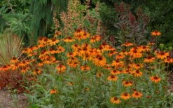 Tiki Torch Orange Coneflower (Echinacea) - 1 Gallon Pot -Plantify Shop echinacea tiki torch coneflower 10