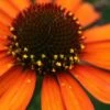 Tiki Torch Orange Coneflower (Echinacea) - 1 Gallon Pot -Plantify Shop echinacea tiki torch coneflower 11