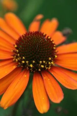 Tiki Torch Orange Coneflower (Echinacea) - 1 Gallon Pot -Plantify Shop echinacea tiki torch coneflower 12