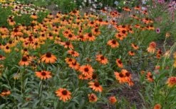 Tiki Torch Orange Coneflower (Echinacea) - 1 Gallon Pot -Plantify Shop echinacea tiki torch coneflower 13
