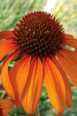 Tiki Torch Orange Coneflower (Echinacea) - 1 Gallon Pot -Plantify Shop echinacea tiki torch coneflower 14
