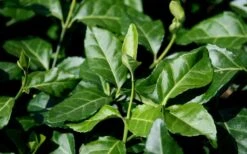 Purple Wintercreeper (Euonymus Fortunei 'Coloratus') - 6 Pack Of Pint Pots -Plantify Shop euonymus fortunei coloratus purple wintercreeper 1