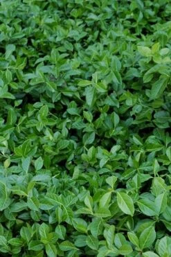 Purple Wintercreeper (Euonymus Fortunei 'Coloratus') - 6 Pack Of Pint Pots -Plantify Shop euonymus fortunei coloratus purple wintercreeper 2