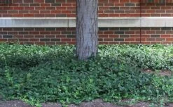 Purple Wintercreeper (Euonymus Fortunei 'Coloratus') - 6 Pack Of Pint Pots -Plantify Shop euonymus fortunei coloratus purple wintercreeper 4