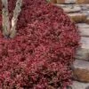 Purple Wintercreeper (Euonymus Fortunei 'Coloratus') - 6 Pack Of Pint Pots -Plantify Shop euonymus fortunei coloratus purple wintercreeper 8