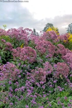 Queen Of The Prairie Hollow Stem Joe Pye Weed - 6 Pack Of 1 Gallon Pots -Plantify Shop eupatoriadelphus fistulosa joe pye weed 15