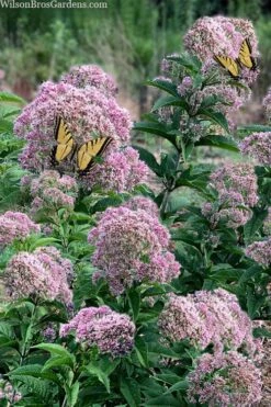 Queen Of The Prairie Hollow Stem Joe Pye Weed - 6 Pack Of 1 Gallon Pots -Plantify Shop eupatoriadelphus fistulosa joe pye weed 5