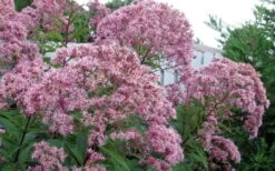 Queen Of The Prairie Hollow Stem Joe Pye Weed - 6 Pack Of 1 Gallon Pots -Plantify Shop eupatoriadelphus fistulosa joe pye weed 8